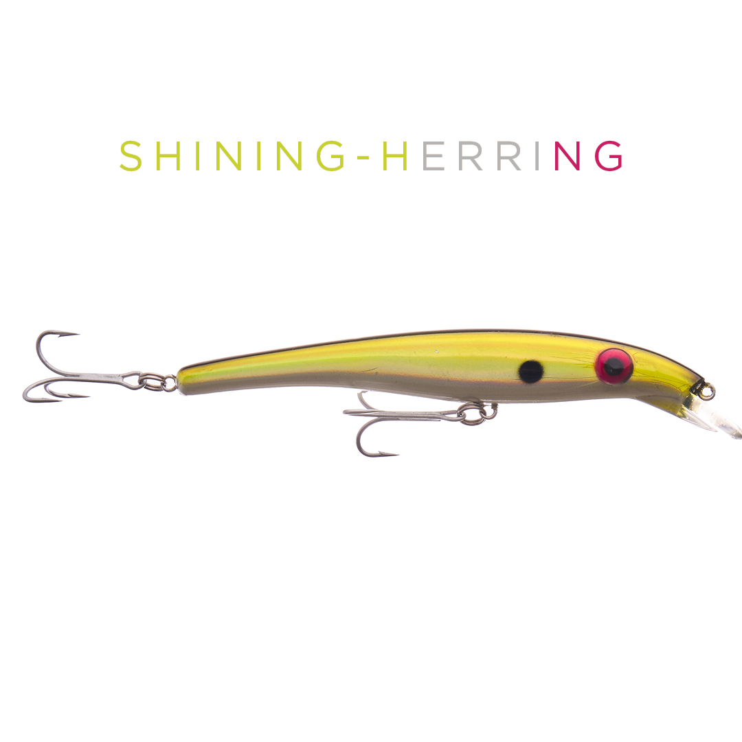 ZAM 16 cm - Shining Herring